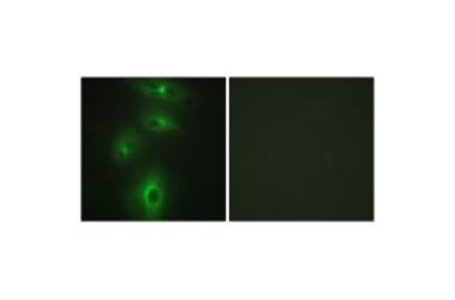 Immunofluorescence - TMPRSS3 Antibody from Signalway Antibody (33829) - Antibodies.com