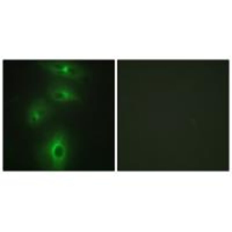 Immunofluorescence - TMPRSS3 Antibody from Signalway Antibody (33829) - Antibodies.com