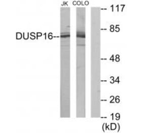 Western blot - DUSP16 Antibody from Signalway Antibody (34049) - Antibodies.com