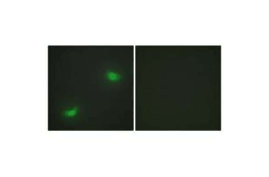Immunofluorescence - DUSP16 Antibody from Signalway Antibody (34049) - Antibodies.com