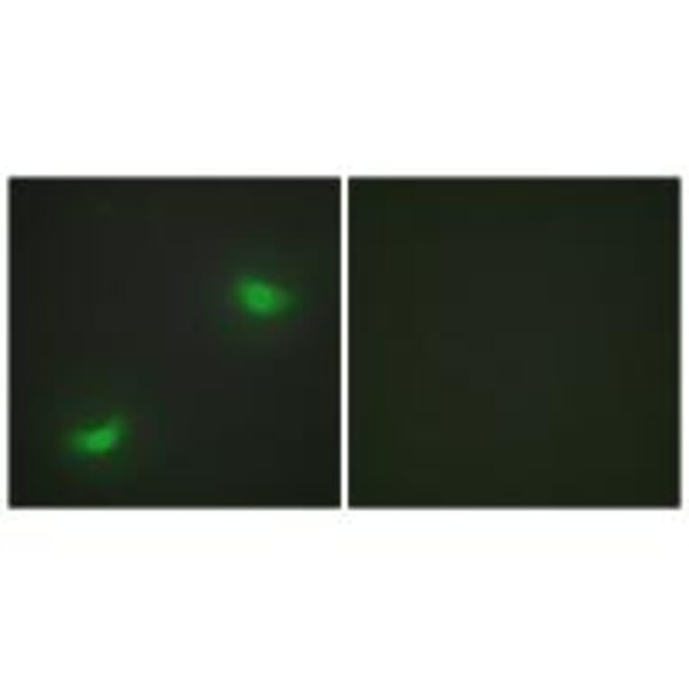 Immunofluorescence - DUSP16 Antibody from Signalway Antibody (34049) - Antibodies.com