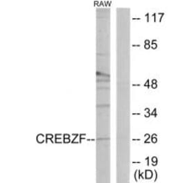 Western blot - CREBZF Antibody from Signalway Antibody (34077) - Antibodies.com