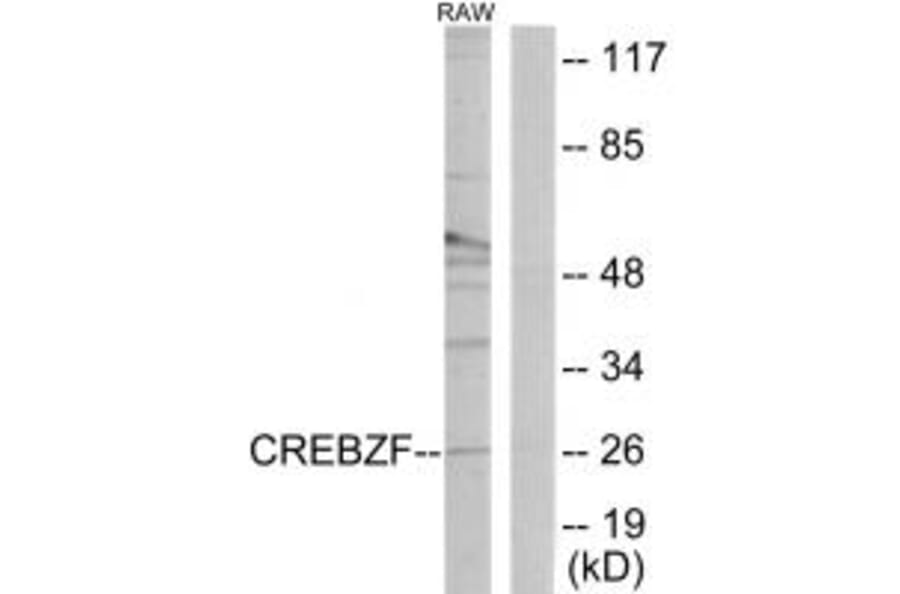 Western blot - CREBZF Antibody from Signalway Antibody (34077) - Antibodies.com