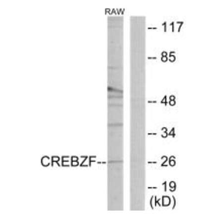 Western blot - CREBZF Antibody from Signalway Antibody (34077) - Antibodies.com
