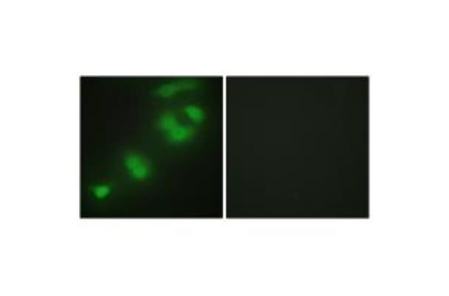 Immunofluorescence - CREBZF Antibody from Signalway Antibody (34077) - Antibodies.com