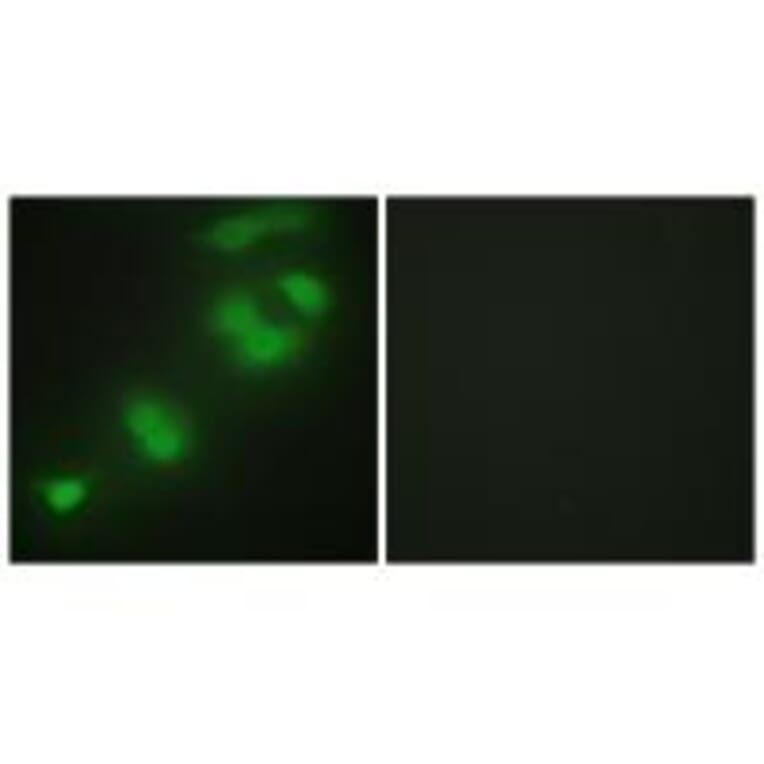 Immunofluorescence - CREBZF Antibody from Signalway Antibody (34077) - Antibodies.com