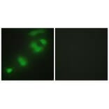 Immunofluorescence - CREBZF Antibody from Signalway Antibody (34077) - Antibodies.com