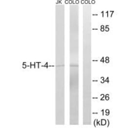 Western blot - 5-HT-4 Antibody from Signalway Antibody (34153) - Antibodies.com
