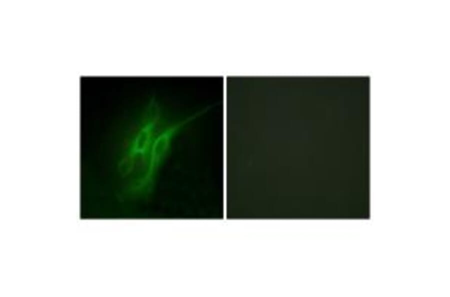 Immunofluorescence - 5-HT-4 Antibody from Signalway Antibody (34153) - Antibodies.com