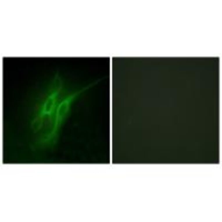 Immunofluorescence - 5-HT-4 Antibody from Signalway Antibody (34153) - Antibodies.com