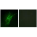 Immunofluorescence - 5-HT-4 Antibody from Signalway Antibody (34153) - Antibodies.com