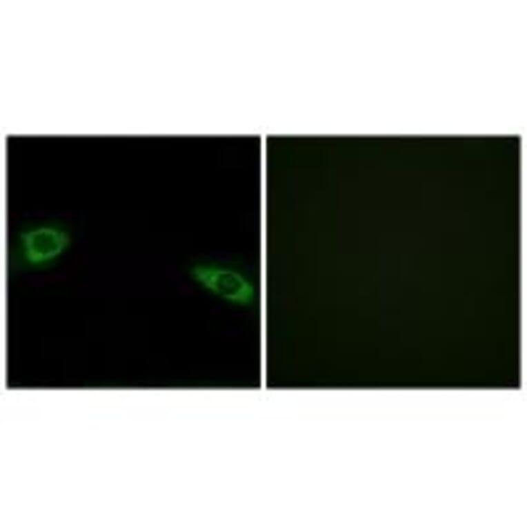 Immunofluorescence - RPS4Y1 Antibody from Signalway Antibody (34340) - Antibodies.com