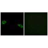Immunofluorescence - RPS4Y1 Antibody from Signalway Antibody (34340) - Antibodies.com