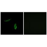 Immunofluorescence - SCNN1D Antibody from Signalway Antibody (34408) - Antibodies.com