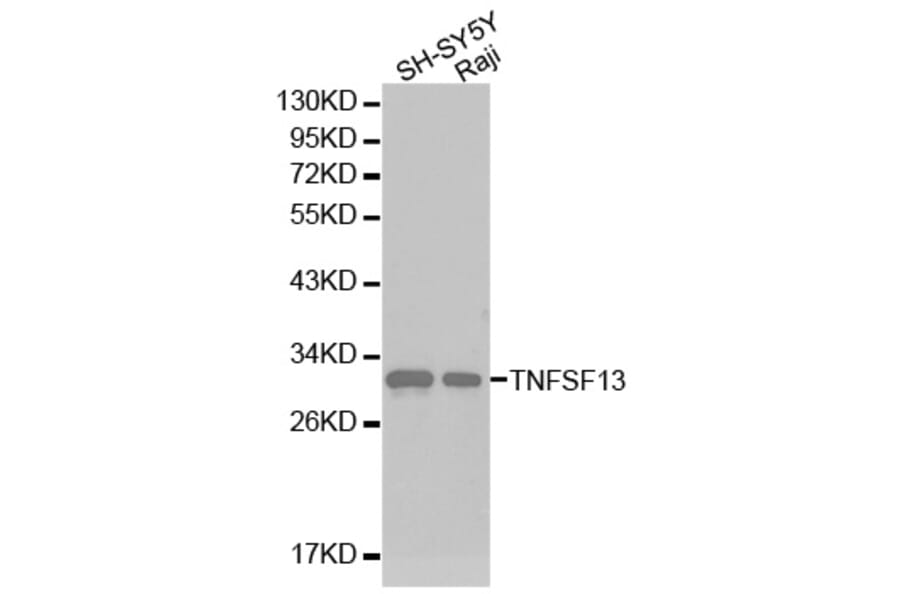 Western blot - TNFSF13 antibody from Signalway Antibody (38224) - Antibodies.com