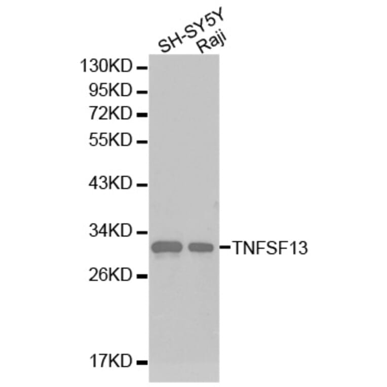 Western blot - TNFSF13 antibody from Signalway Antibody (38224) - Antibodies.com