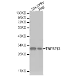 Western blot - TNFSF13 antibody from Signalway Antibody (38224) - Antibodies.com