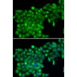 Immunofluorescence - TNFSF13 antibody from Signalway Antibody (38224) - Antibodies.com