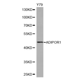Western blot - ADIPOR1 antibody from Signalway Antibody (38245) - Antibodies.com