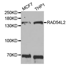 Western blot - RAD54L2 antibody from Signalway Antibody (38733) - Antibodies.com