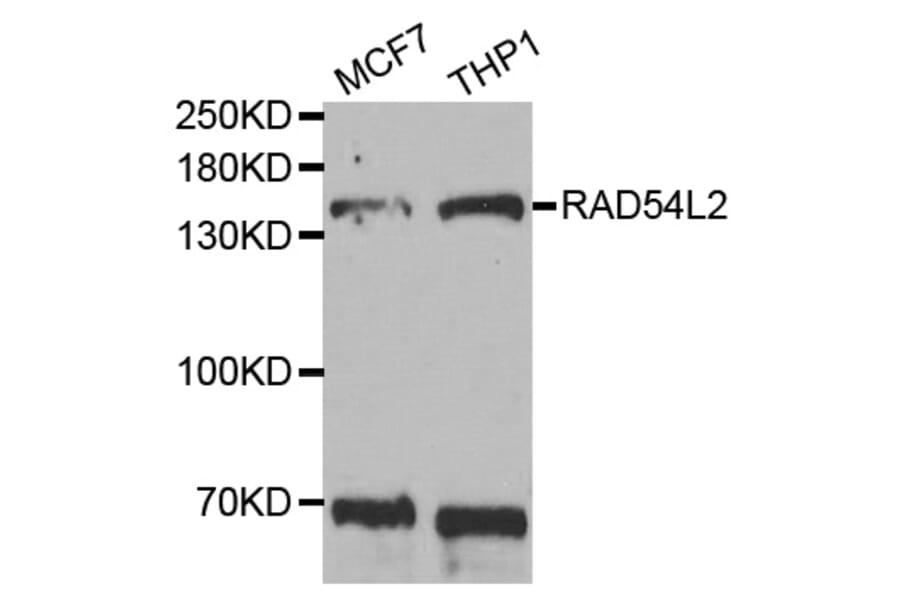 Western blot - RAD54L2 antibody from Signalway Antibody (38733) - Antibodies.com