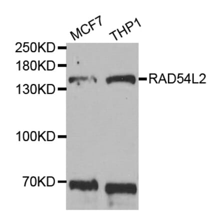 Western blot - RAD54L2 antibody from Signalway Antibody (38733) - Antibodies.com