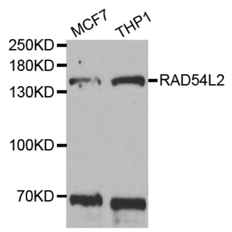 Western blot - RAD54L2 antibody from Signalway Antibody (38733) - Antibodies.com
