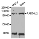 Western blot - RAD54L2 antibody from Signalway Antibody (38733) - Antibodies.com