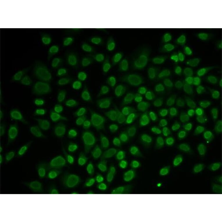 Immunofluorescence - RAD54L2 antibody from Signalway Antibody (38733) - Antibodies.com