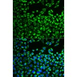 Immunofluorescence - CYP51A1 antibody from Signalway Antibody (38778) - Antibodies.com