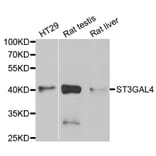 Western blot - ST3GAL4 antibody from Signalway Antibody (38813) - Antibodies.com