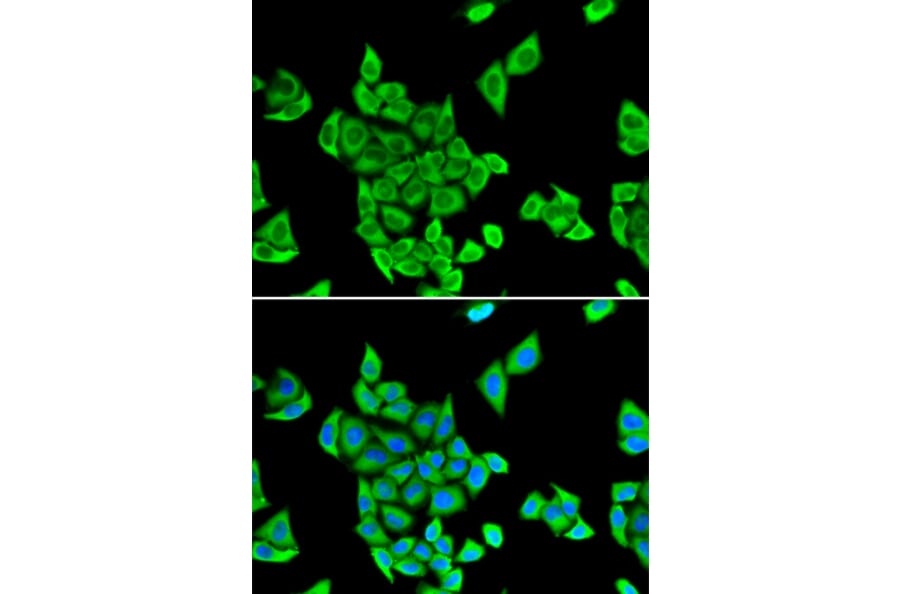 Immunofluorescence - CIAPIN1 antibody from Signalway Antibody (38835) - Antibodies.com