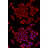 Immunofluorescence - TIMM17A antibody from Signalway Antibody (38927) - Antibodies.com