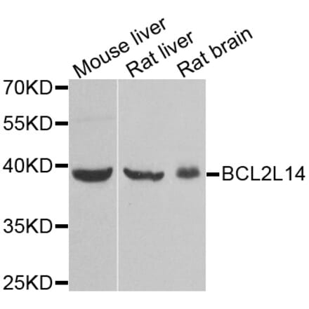 Western blot - BCL2L14 antibody from Signalway Antibody (38951) - Antibodies.com