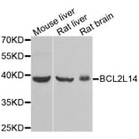 Western blot - BCL2L14 antibody from Signalway Antibody (38951) - Antibodies.com