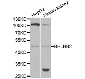 Western blot - BHLHE40 antibody from Signalway Antibody (38987) - Antibodies.com