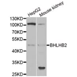 Western blot - BHLHE40 antibody from Signalway Antibody (38987) - Antibodies.com