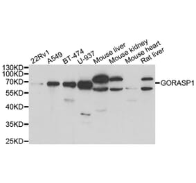 Western blot - GORASP1 antibody from Signalway Antibody (39041) - Antibodies.com