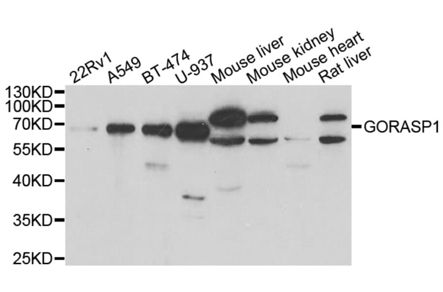 Western blot - GORASP1 antibody from Signalway Antibody (39041) - Antibodies.com