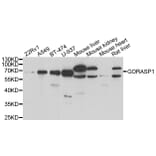 Western blot - GORASP1 antibody from Signalway Antibody (39041) - Antibodies.com