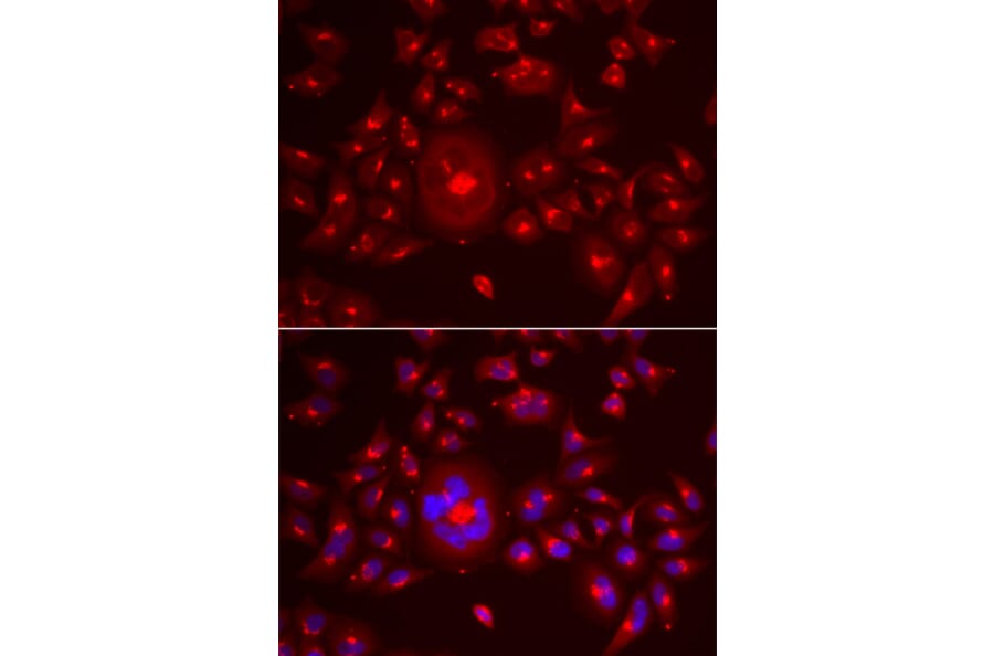 Immunofluorescence - GORASP1 antibody from Signalway Antibody (39041) - Antibodies.com