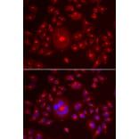 Immunofluorescence - GORASP1 antibody from Signalway Antibody (39041) - Antibodies.com