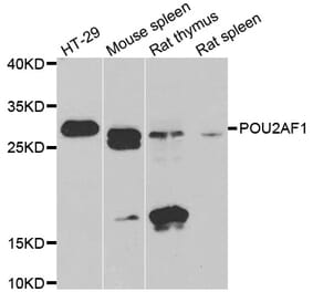 Western blot - POU2AF1 antibody from Signalway Antibody (39109) - Antibodies.com