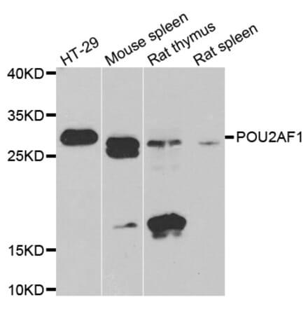 Western blot - POU2AF1 antibody from Signalway Antibody (39109) - Antibodies.com
