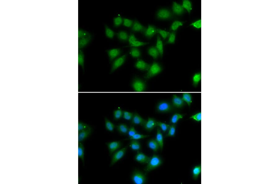 Immunofluorescence - POU2AF1 antibody from Signalway Antibody (39109) - Antibodies.com