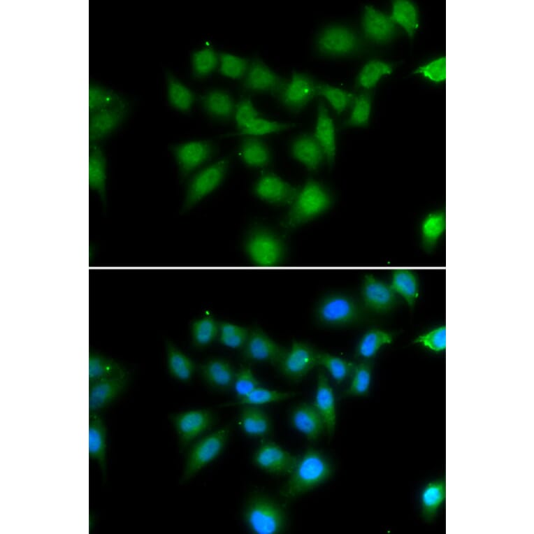 Immunofluorescence - POU2AF1 antibody from Signalway Antibody (39109) - Antibodies.com