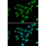 Immunofluorescence - POU2AF1 antibody from Signalway Antibody (39109) - Antibodies.com