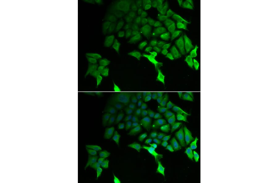 Immunofluorescence - TSC22D3 antibody from Signalway Antibody (39175) - Antibodies.com
