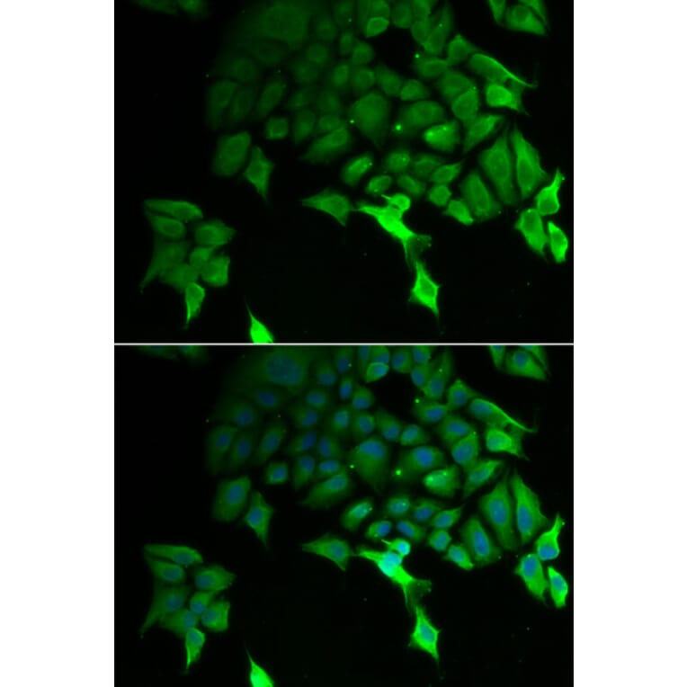 Immunofluorescence - TSC22D3 antibody from Signalway Antibody (39175) - Antibodies.com