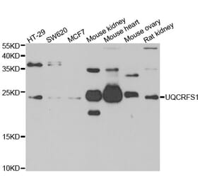 Western blot - UQCRFS1 antibody from Signalway Antibody (39180) - Antibodies.com